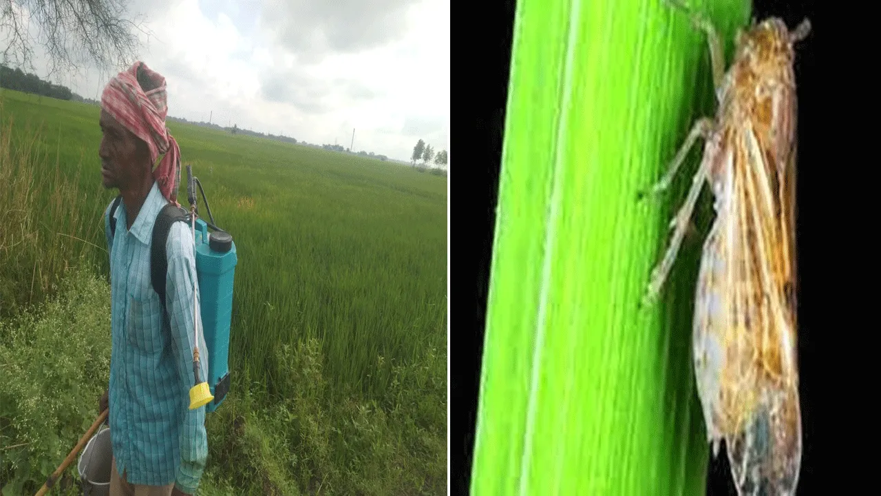 বীরভূমে পোকার আক্রমণে ক্ষতিগ্রস্ত ধান চাষ, বেহাল অবস্থা কৃষকদের