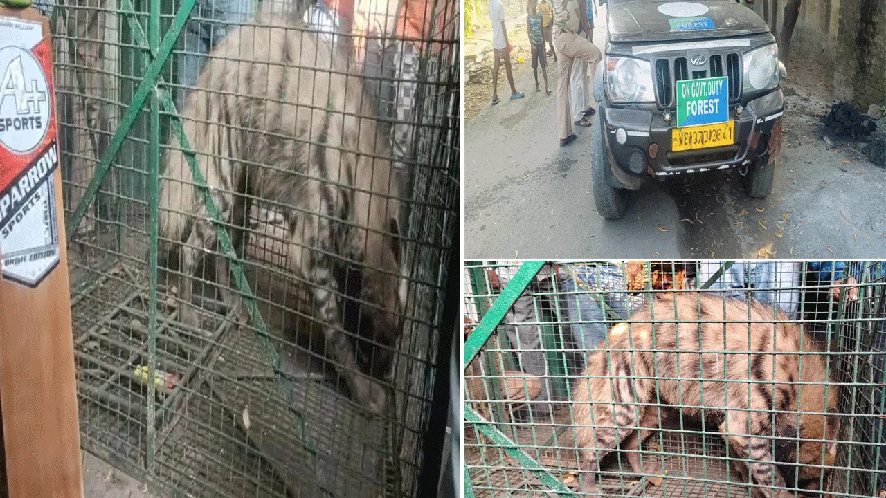 গৃহস্থের বাড়িতে ঢুকে পড়ল হায়না, প্রায় ১৮ ঘণ্টা পর উদ্ধার
