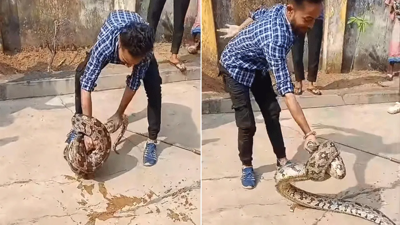 ফের লোকালয় থেকে বিশালাকার অজগর উদ্ধার