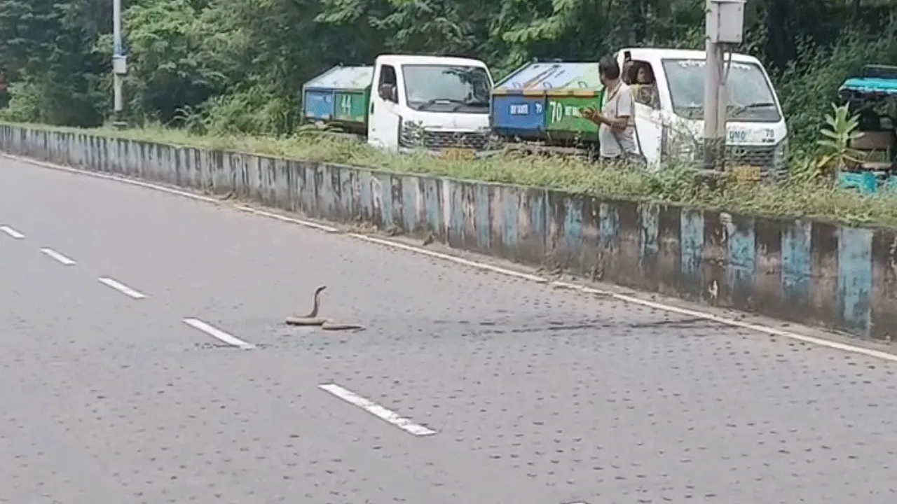 দুর্গাপুরের ব্যস্ততম রাস্তায় সাপের জেরে যানজট
