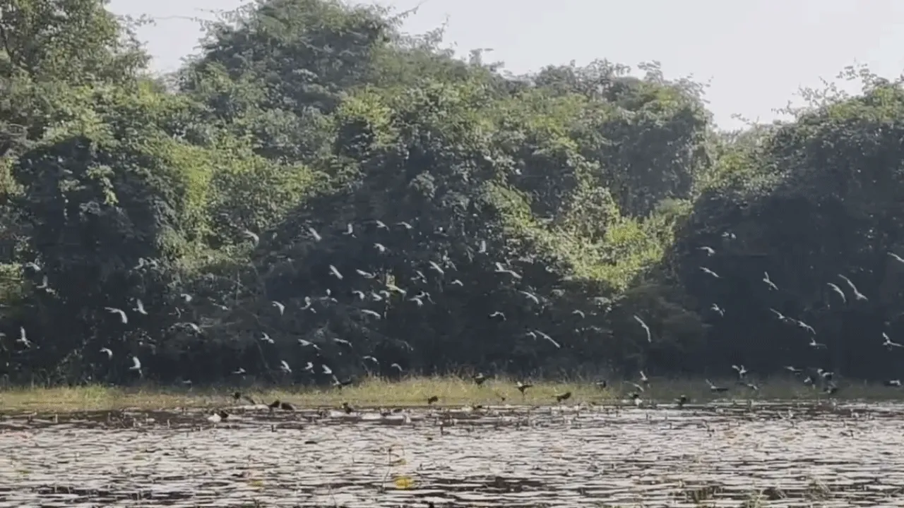 শীত পড়তেই কাঁকসায় পরিযায়ী পাখির ভিড়