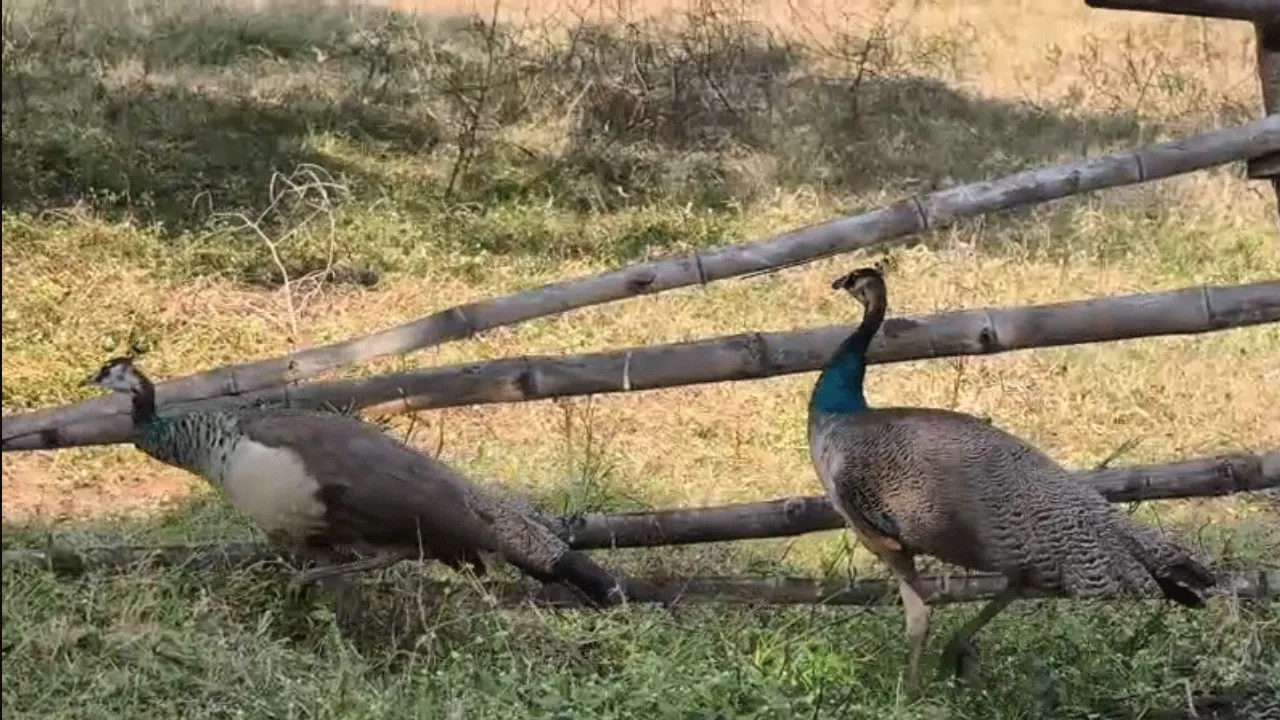 জঙ্গলমহলের গ্রামে বিরল চিত্র