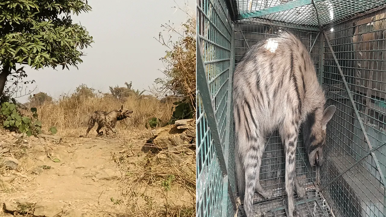 জামুড়িয়ার হায়েনা উদ্ধার, এলাকায় চাঞ্চল্য