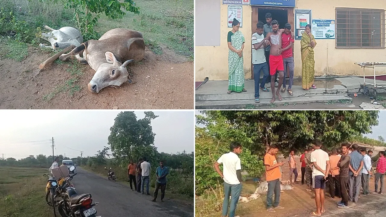 বজ্রাঘাতে মৃত দুটি গরু, আহত দুই ব্যক্তি