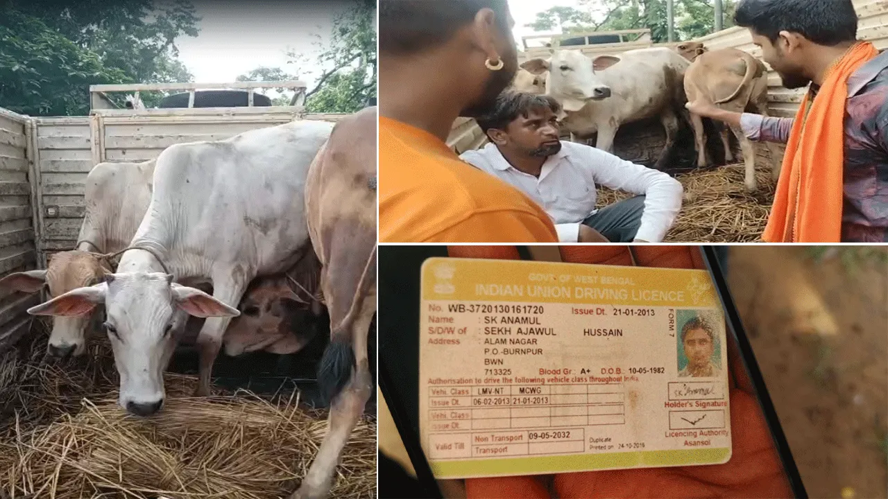 গবাদিপশু পাচারের অভিযোগে সরব বিজেওয়াইএম
