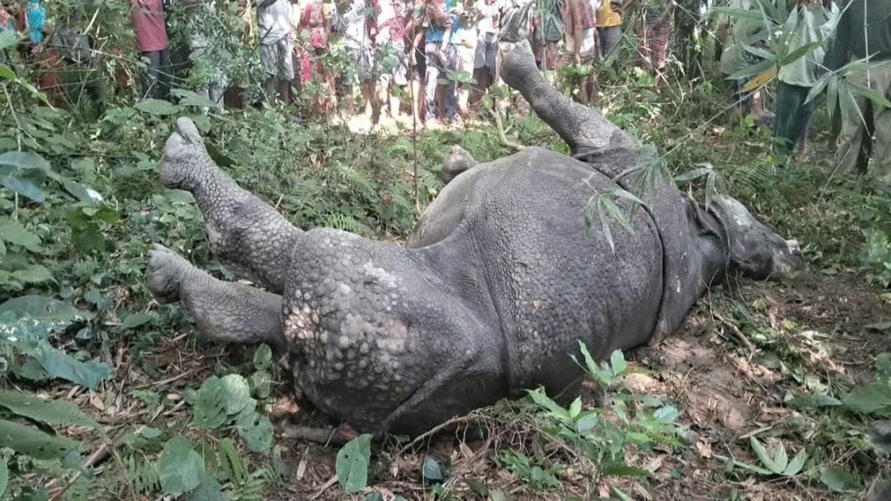 শাবককে খুঁজতে লোকালয়ে ঢুকে মৃত্যু গন্ডারের, চাঞ্চল্য ফালাকাটায়