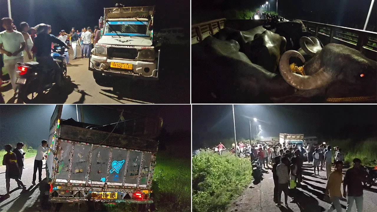 বেপরোয়া গতিতে পশু পাচারের ছক বানচাল, সালানপুরে ২টি পিকআপ ভ্যান ও ৫টি মোষ-সহ আটক ২ খালাসি
