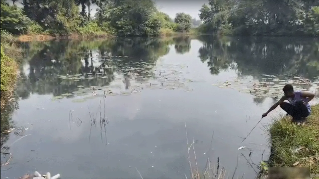 পেপার মিলের দূষিত জলে বিষাক্ত পুকুর! হাঁস ও মাছের মড়ক
