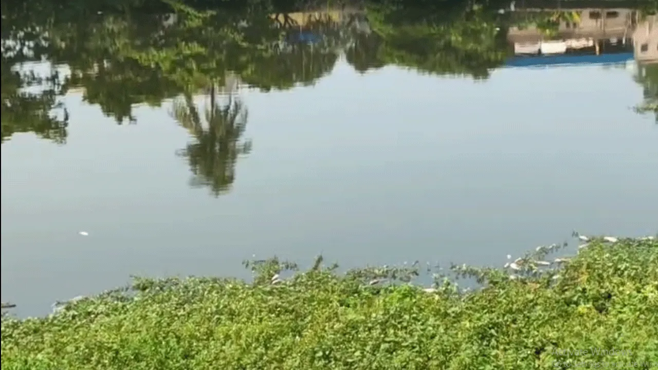 সালানপুরের ঐতিহ্যবাহী ঘোষপুকুরে মাছের মরক, নিকাশি ব্যবস্থা, দূষণ ও প্রশাসনিক উদাসীনতার অভিযোগ