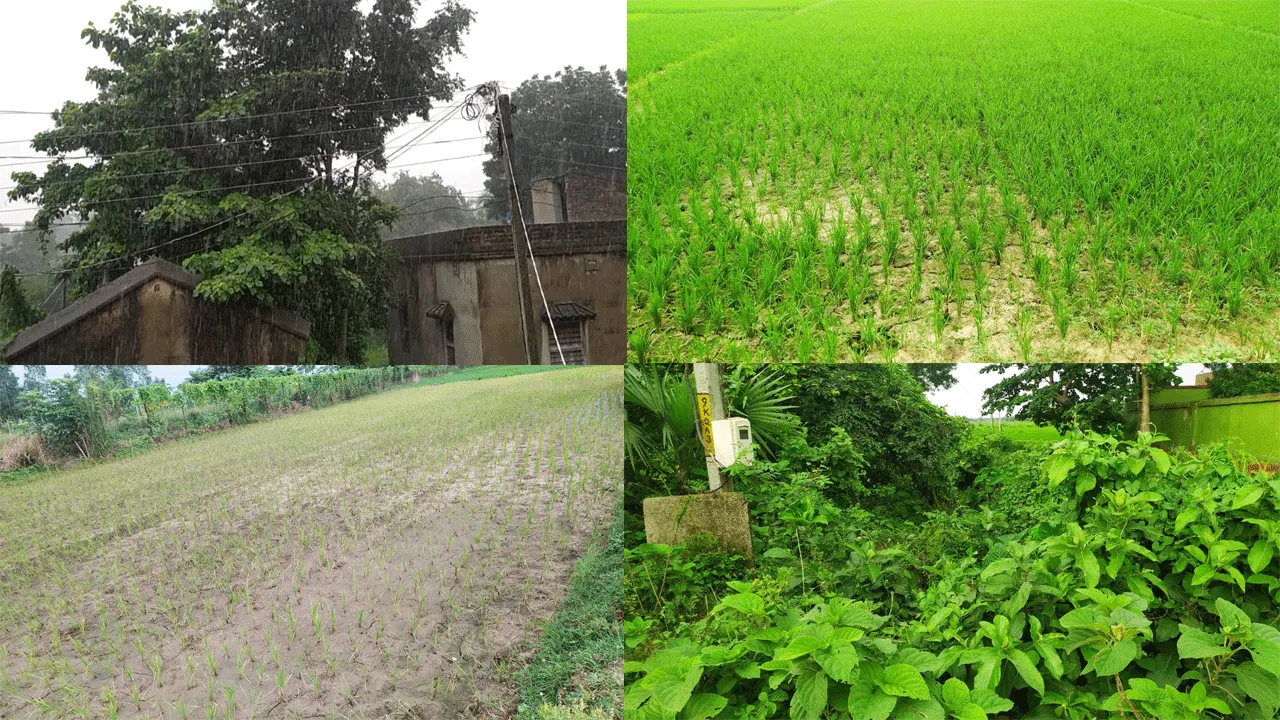 অবশেষে স্বস্তির বৃষ্টি, হাসি ফুটল চাণক অঞ্চলের চাষীদের মুখে