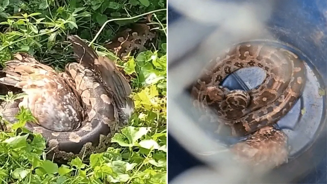 লোকালয়ে ঘোরাঘুরি করছে বিশালাকার অজগর সাপ, আতঙ্ক