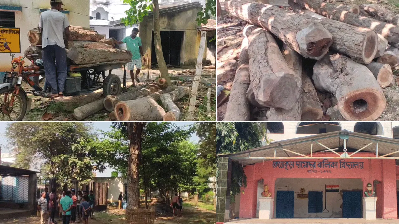 পুজোর ছুটিতে স্কুল চত্বর থেকে গাছ পাচার রুখে দিল স্থানীয়রা