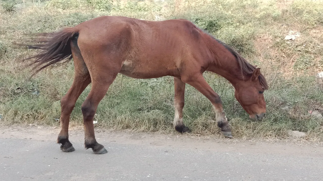 এলাকায় ঘোড়ার দাপাদাপিতে আতঙ্ক