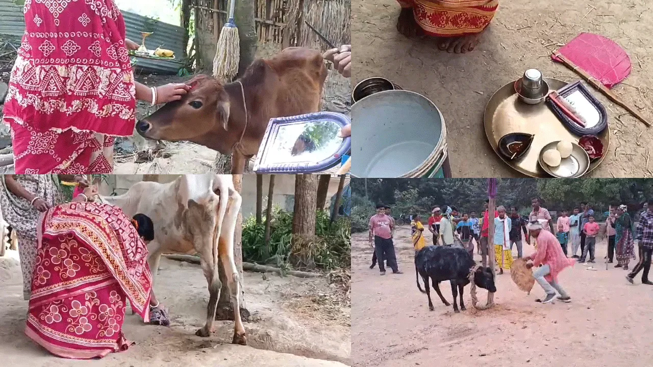 বাড়িতে বাড়িতে গরুর বিয়ের আয়োজন
