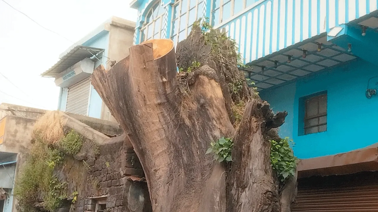 একটি গাছ কাটার অনুমতিকে হাতিয়ার করে প্রচীন গাছ কেটে পাচারের চেষ্টা