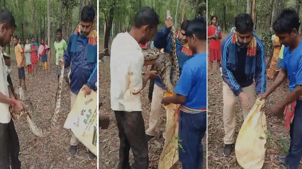 পাইথন সাপ উদ্ধার হলো আউসগ্রামে