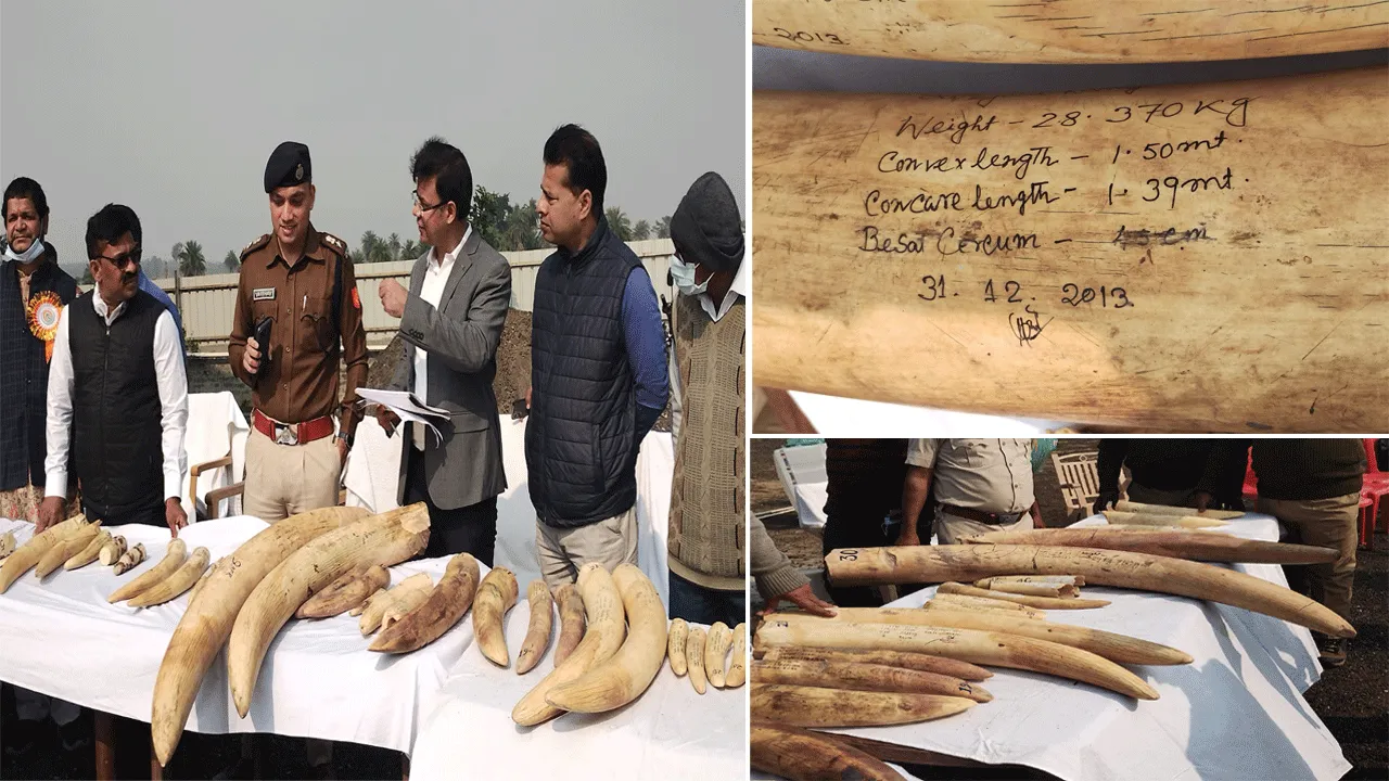 দশ বছর ধরে জমে থাকা ৫৭ টি হাতির দাঁত নষ্ট করা হল