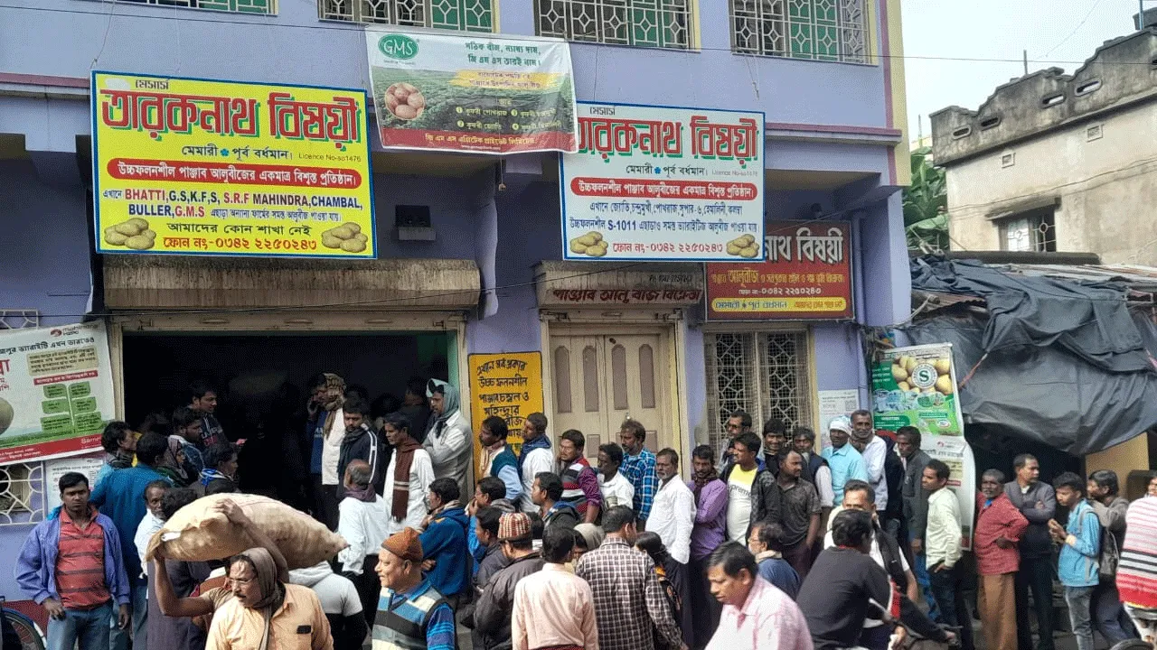বৃষ্টি কমতেই মেমারিতে দ্বিগুন দামে বিক্রি হচ্ছে বীজ আলু