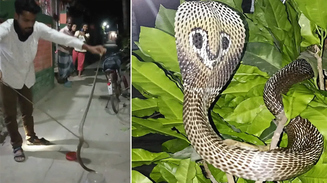সাপ উদ্ধার করল দত্তপুকুরের যুবক ও কলেজ ছাত্রী