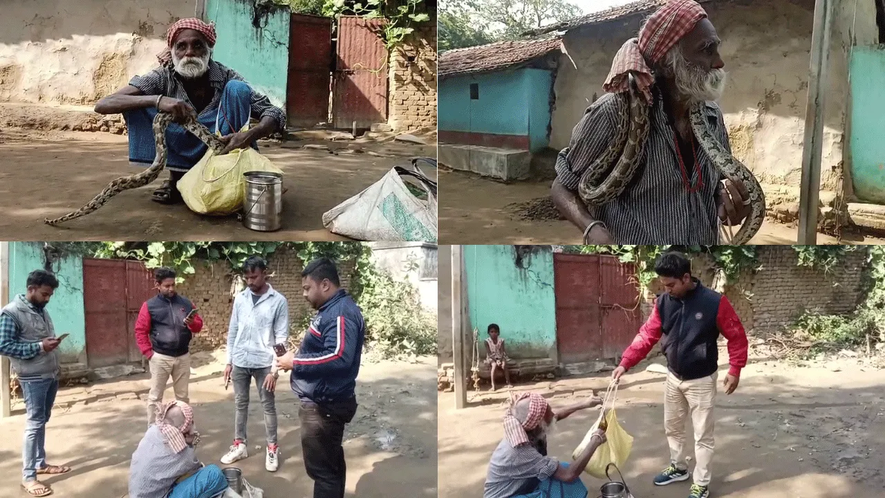 সাপুড়ের কাছ থেকে বিশালাকার পাইথন উদ্ধার