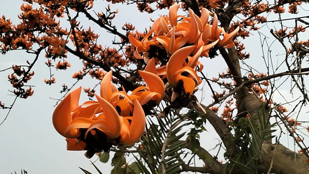শুশুনিয়া পাহাড়ে পলাশের সমারোহ, তবে দেখা নেই পর্যটকদের