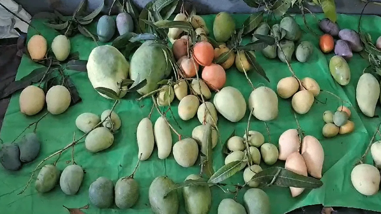 মালদহ,মুর্শিদাবাদের একাধিপত্যে ভাগ বসিয়েছে বাঁকুড়ার আম্রপালি দিল্লীর ‘ম্যাঙ্গো ফেস্টিভ্যালে’