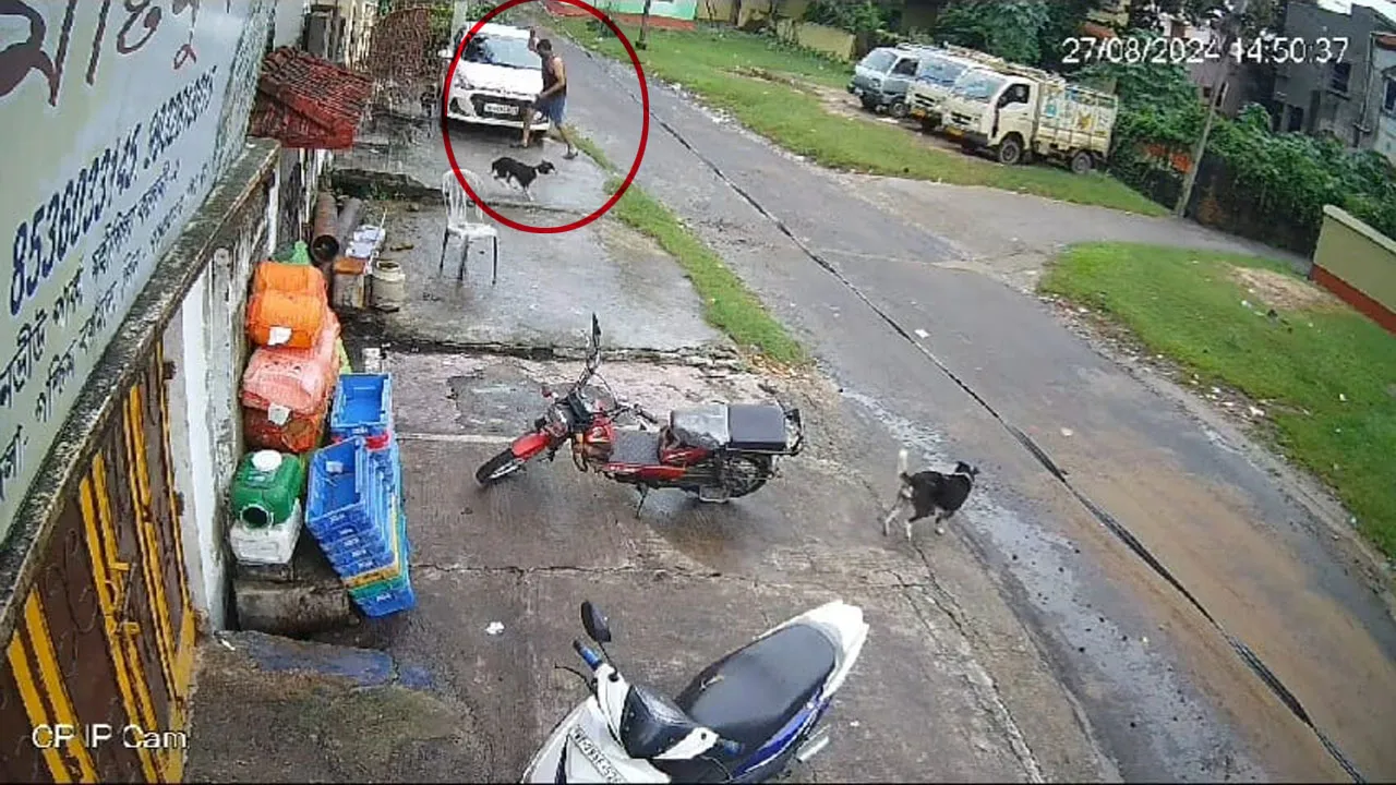 পথকুকুরকে নির্দয়ভাবে মার, ভাইরাল ভিডিও