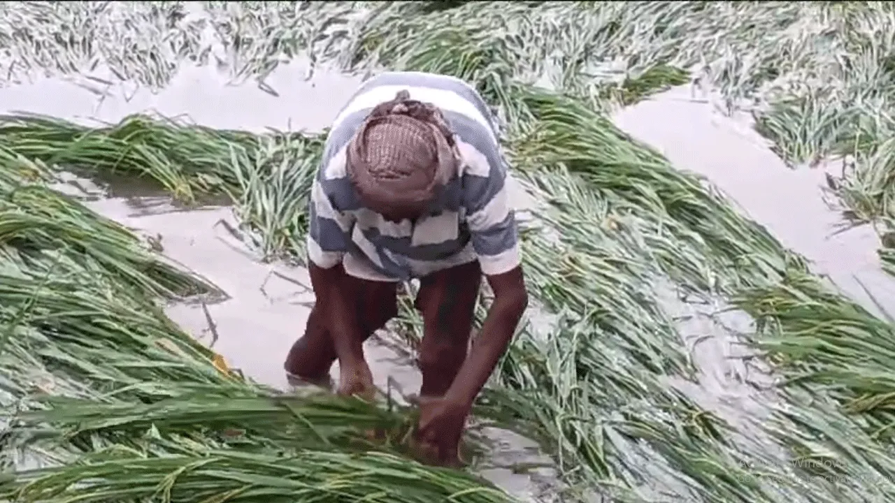 দানার জেরে ব্যাপক ক্ষতির মুখে ধান চাষ