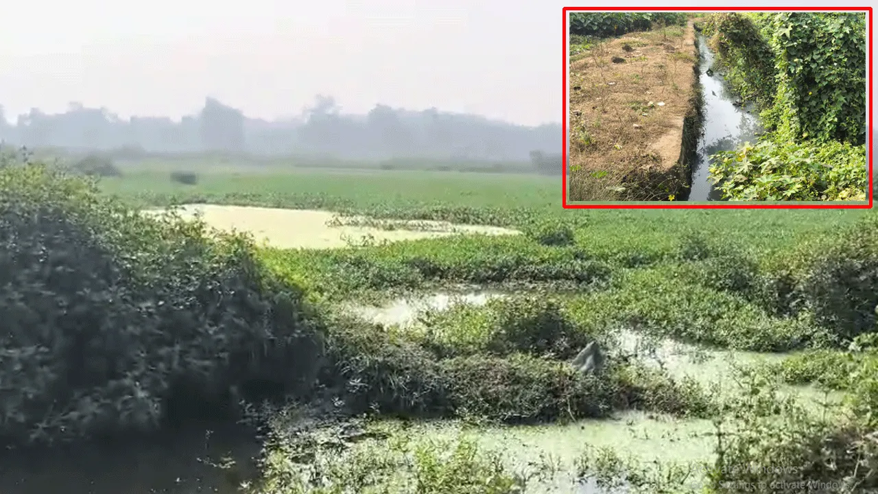 নর্দমার জলে নষ্ট তিন হাজার বিঘা চাষ জমি, হুঁশ নেই প্রশাসনের