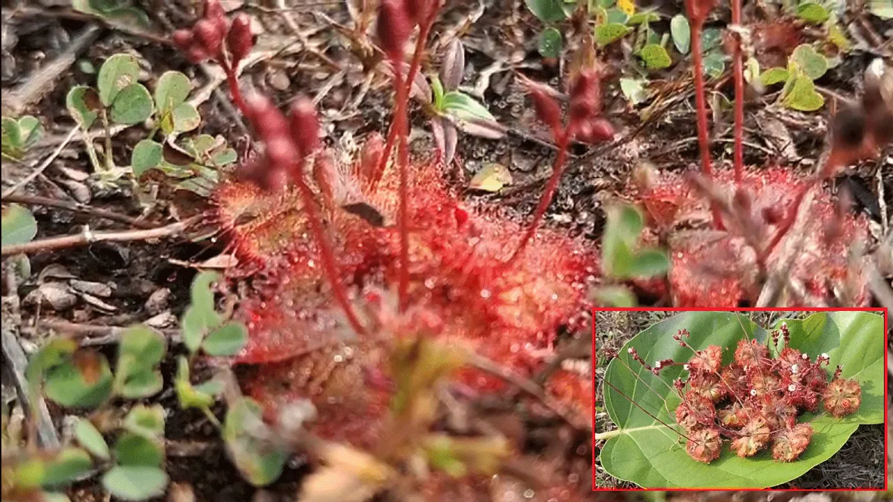 সোনামুখীর জঙ্গলে দেখা মিললো পতঙ্গভুক সূর্যশিশিরের