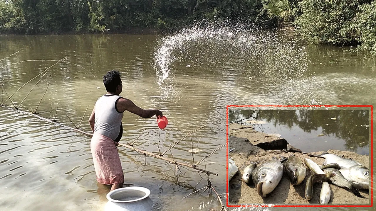 সাতসকালেই পুকুরে ভেসে উঠলো লক্ষাধিক টাকার মাছ