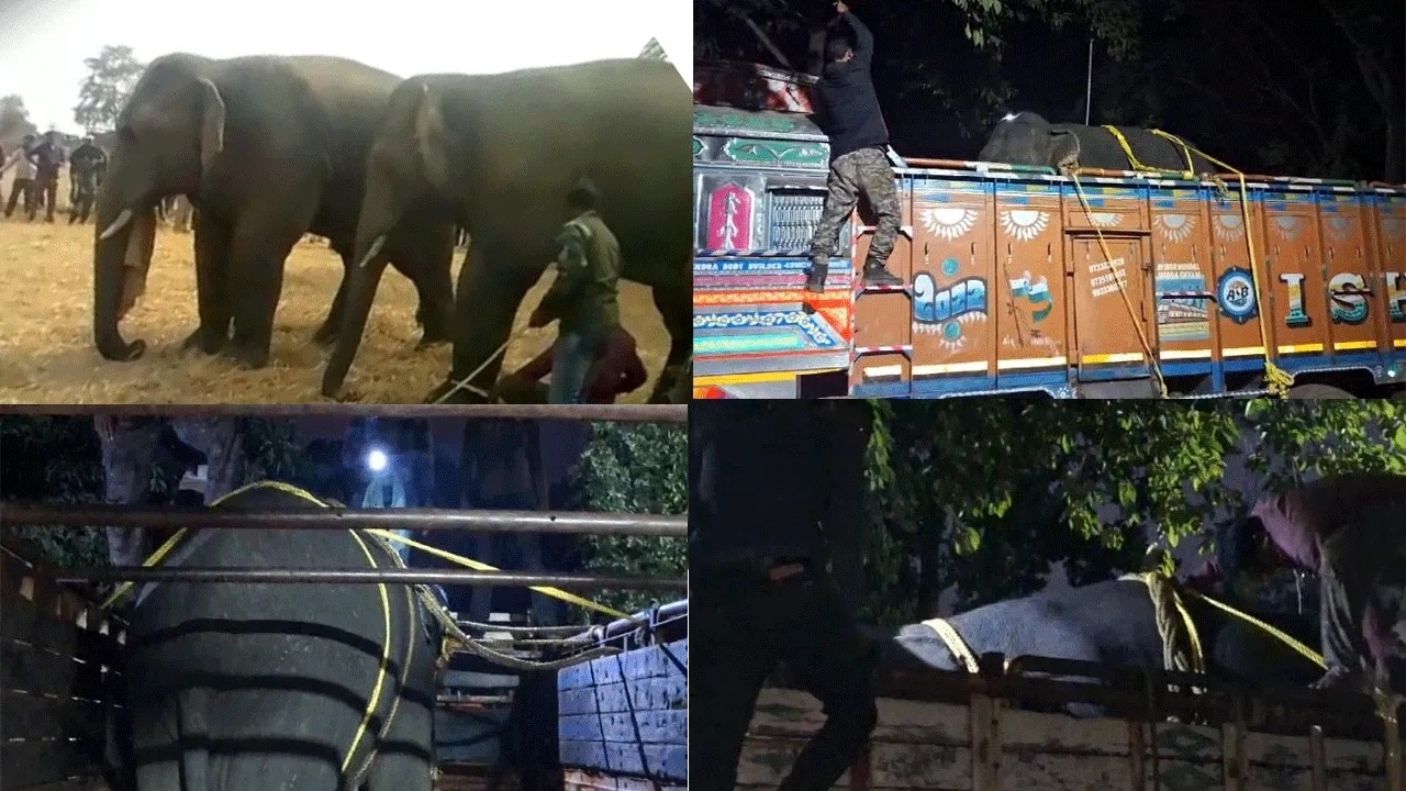 ঘুম পাড়ানি গুলি ছুড়ে জয়দেব থেকে ধরা হল জোড়া হাতি