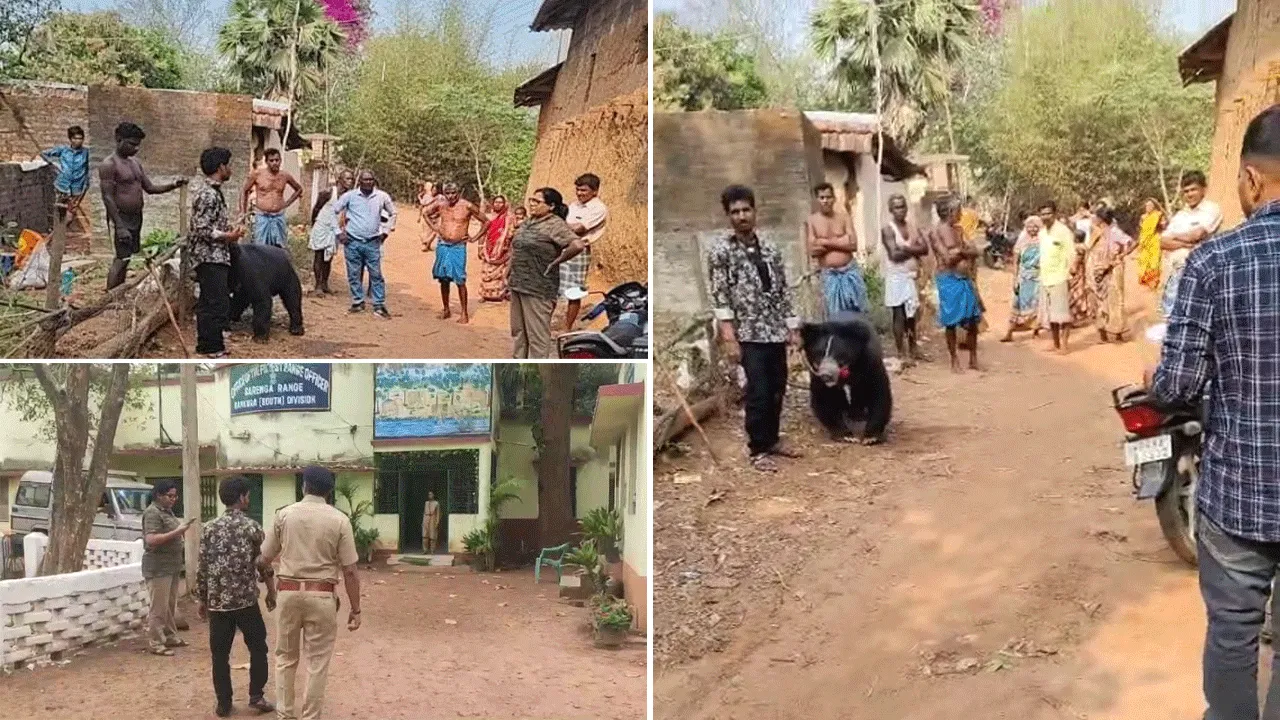 ভালুকের খেলা দেখাতে গিয়ে গ্রেফতার যুবক