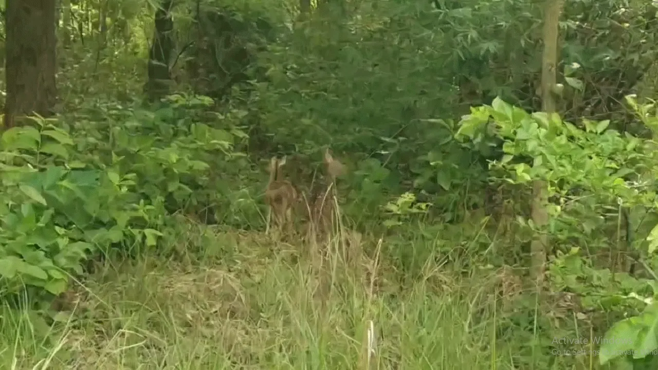 সুস্থ হয়ে চেনা জীবনে ফিরে গেল দুই হরিণ