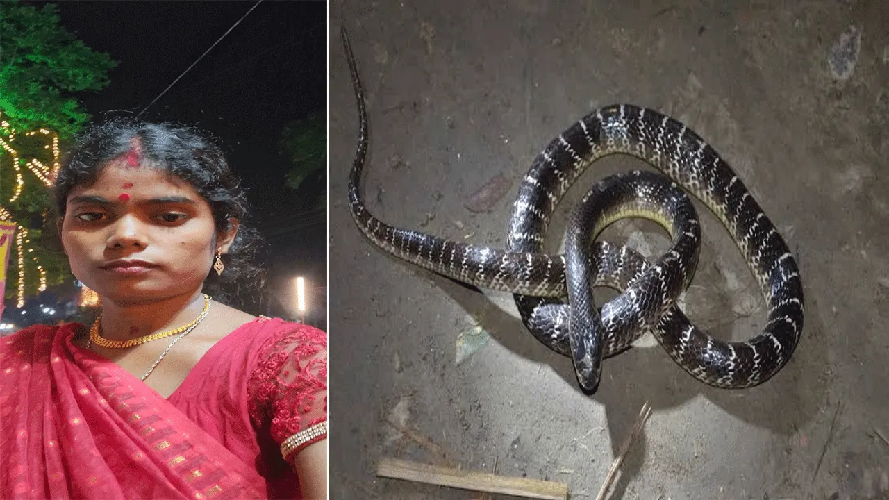এলাকায় সাপের উপদ্রব, ঘুমন্ত মহিলাকে কামড় বিষাক্ত সাপের