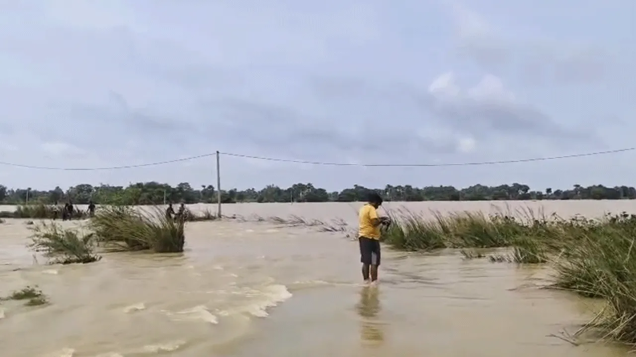 টানা বৃষ্টিতে বন্যা পরিস্থিতি বাঁকুড়ার পাত্রসায়েরে