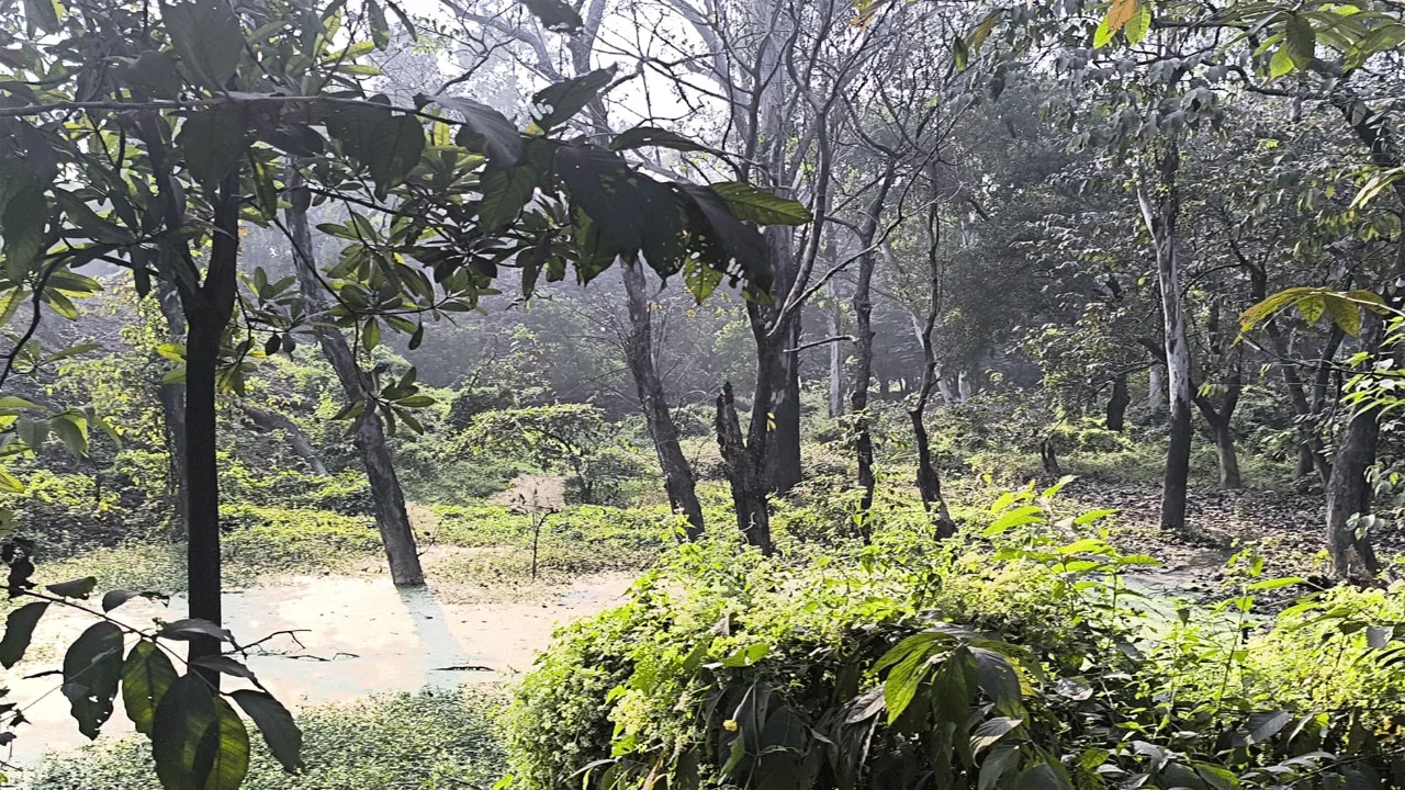এ.ডি.ডি.এ’র ৮ একর জঙ্গল চুরি শিল্পাঞ্চলে, শীতঘুমে প্রসাশন
