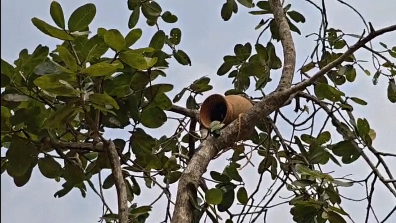 পাখিদের জন্য নজিরবিহীন উদ্যোগ বাঁকুড়া উত্তর বন বিভাগের
