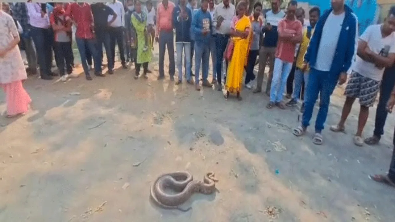 বস্তা ছিঁড়ে মাঝ রাস্তায় অজগর, জমলো ভিড়