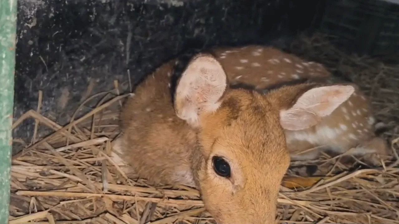 ফের বাঁকুড়ার জঙ্গলের রাস্তায় বেপরোয়া গাড়ির ধাক্কায় জখম হরিণ শাবক