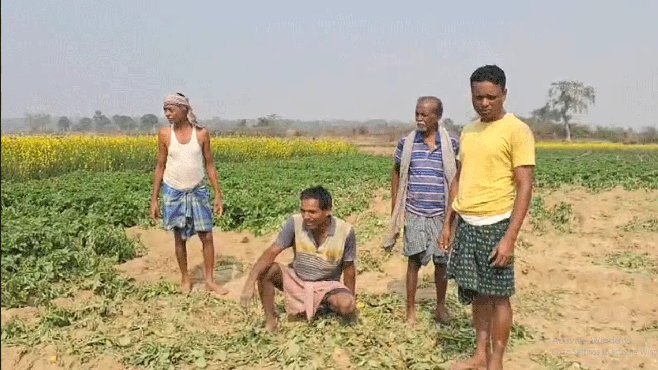 হাতির তাণ্ডবে ক্ষতিগ্রস্ত চাষ, বন আধিকারিকের বিরুদ্ধে ক্ষোভ গ্রামবাসীদের