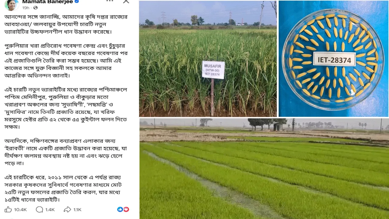 রাজ্য কৃষি দপ্তরের উদ্যোগে উচ্চ ফলনশীল ধানের বীজ উদ্ভাবন