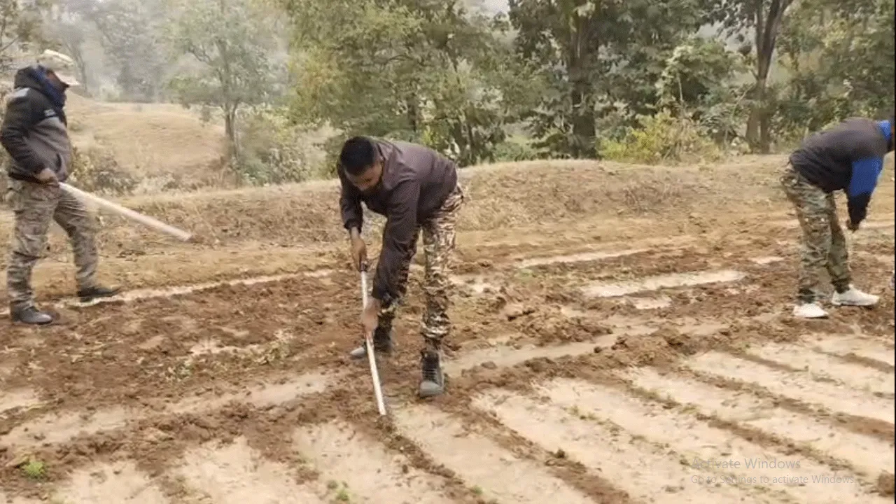 অবৈধ পোস্ত চাষ নষ্ট করল বনদপ্তর