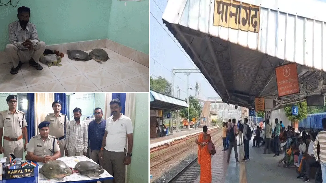 ট্রেন থেকে বিরল প্রজাতির কচ্ছপ উদ্ধার, গ্রেফতার ১