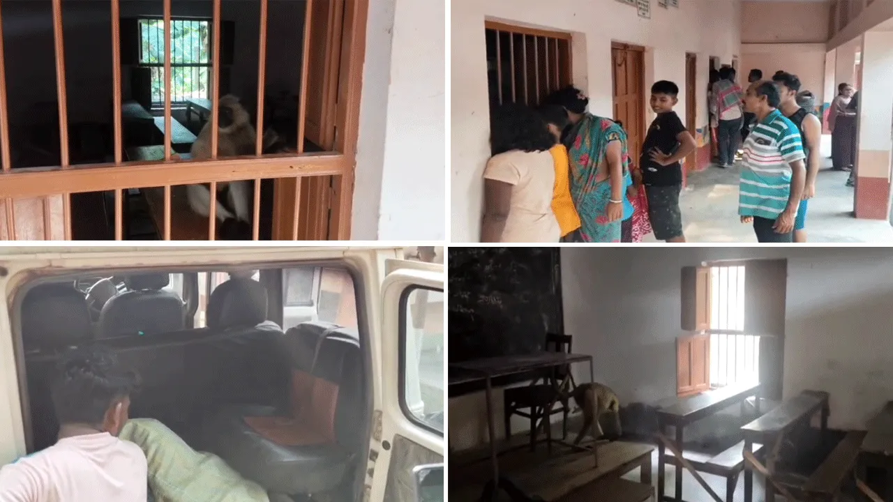 স্কুলে ঢুকে বাঁদরের বাঁদরামি, অভিযানে বনদপ্তর