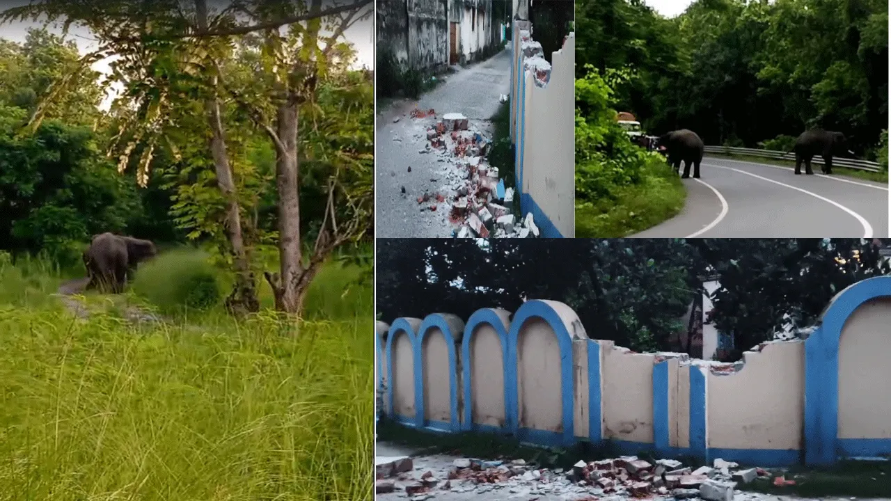 বুনো হাতির তাণ্ডবে আতঙ্ক বাঁকুড়ার গঙ্গাজলঘাটি এলাকায়