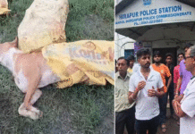 পথকুকুরদের বিষ খাওয়ানোর অভিযোগ, ৩টি কুকুরের মৃত্যু, থানায় বিক্ষোভ