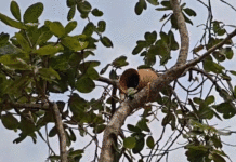 পাখিদের জন্য নজিরবিহীন উদ্যোগ বাঁকুড়া উত্তর বন বিভাগের