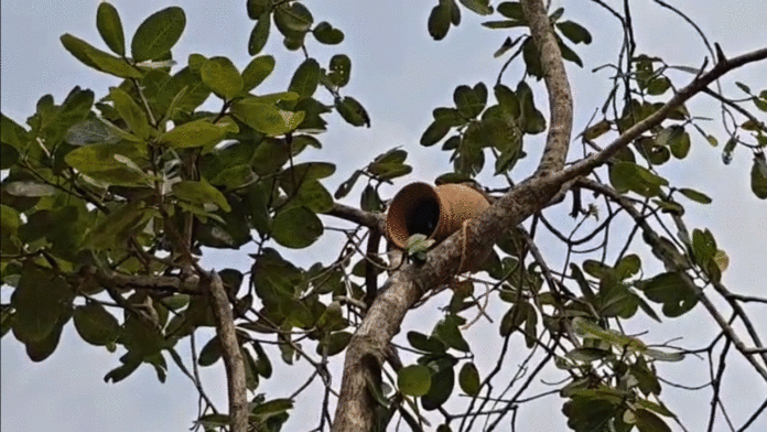 birds-nest