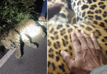 বিষ্ণুপুরের জঙ্গলে চিতাবাঘ! জঙ্গলের রাস্তা থেকে উদ্ধার মৃত চিতার দেহ